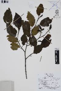 Alnus acuminata image