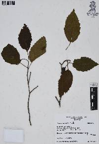 Alnus acuminata image