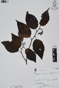 Alnus acuminata image