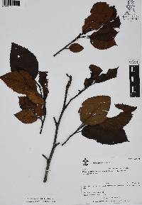 Alnus acuminata image