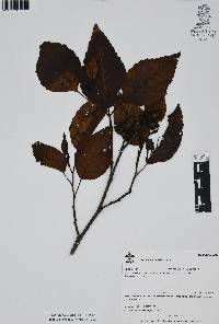 Alnus acuminata image