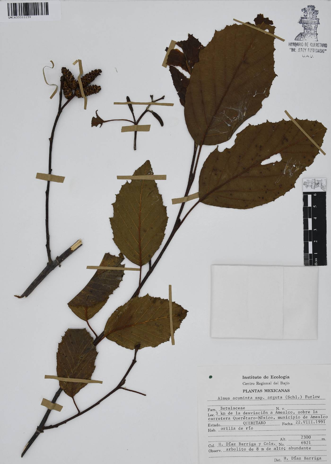 Alnus acuminata subsp. arguta image