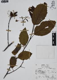 Alnus acuminata image