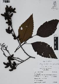 Alnus acuminata image