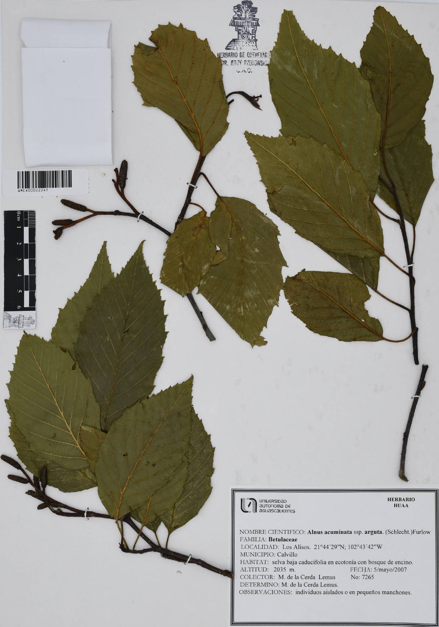 Alnus acuminata subsp. arguta image