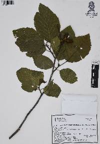 Alnus acuminata subsp. arguta image