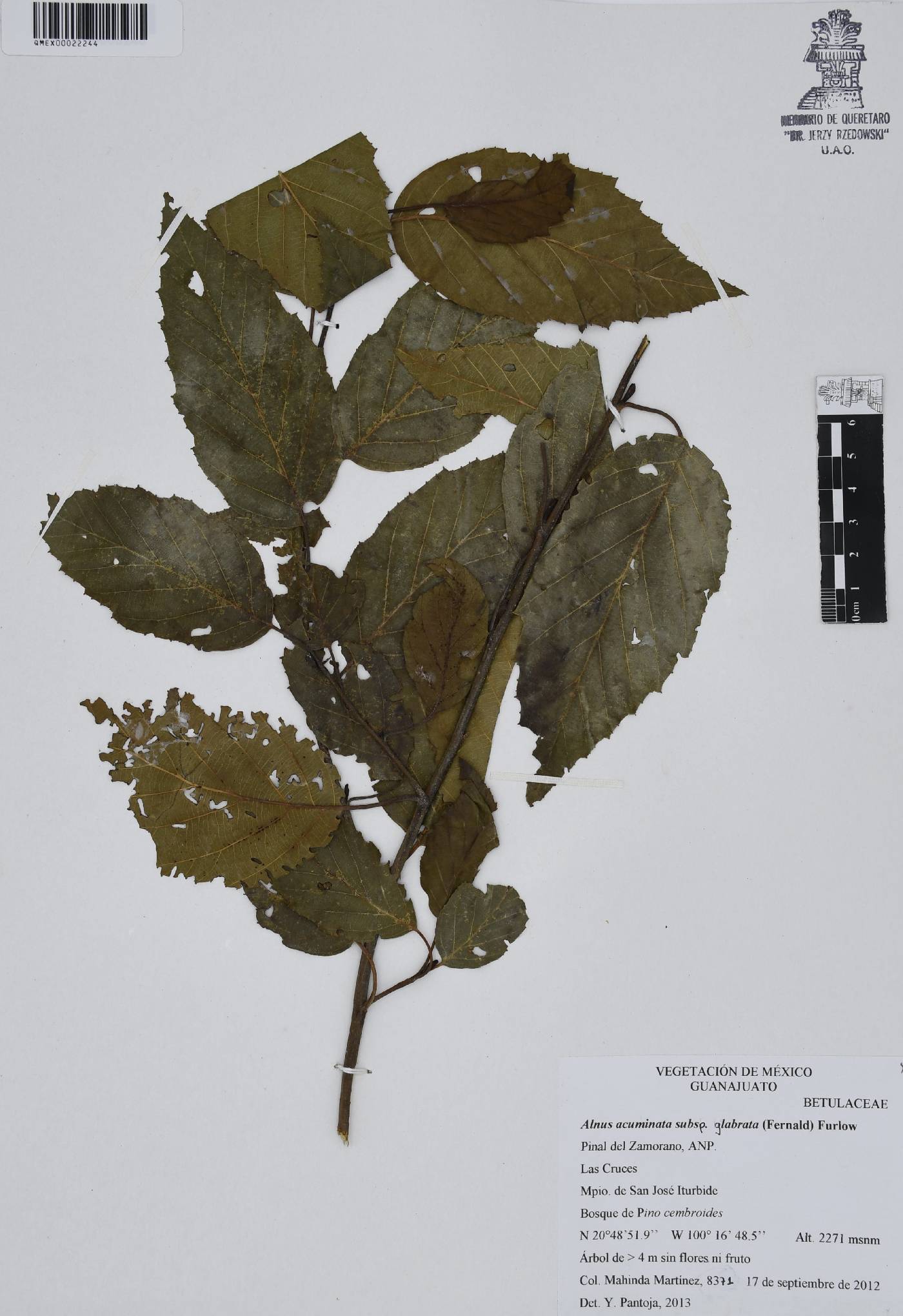 Alnus acuminata subsp. glabrata image