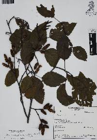 Alnus acuminata subsp. glabrata image