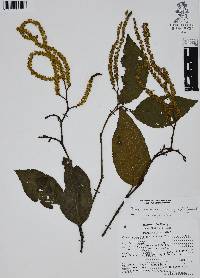 Alnus acuminata image