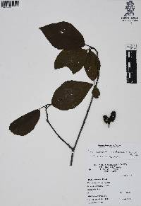 Alnus acuminata subsp. glabrata image