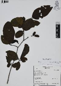 Alnus acuminata image