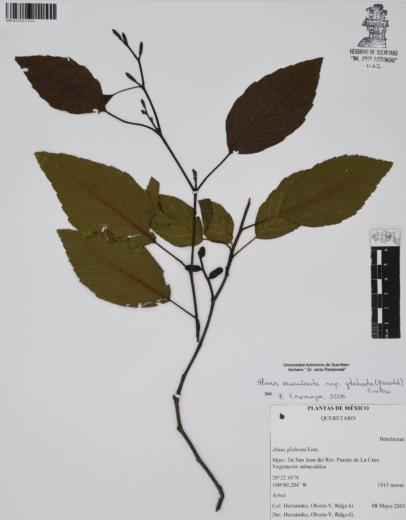 Alnus acuminata subsp. glabrata image