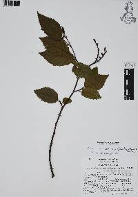 Alnus acuminata image