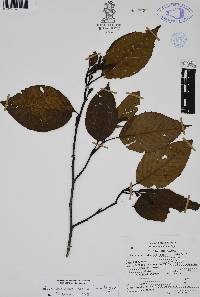 Alnus acuminata image