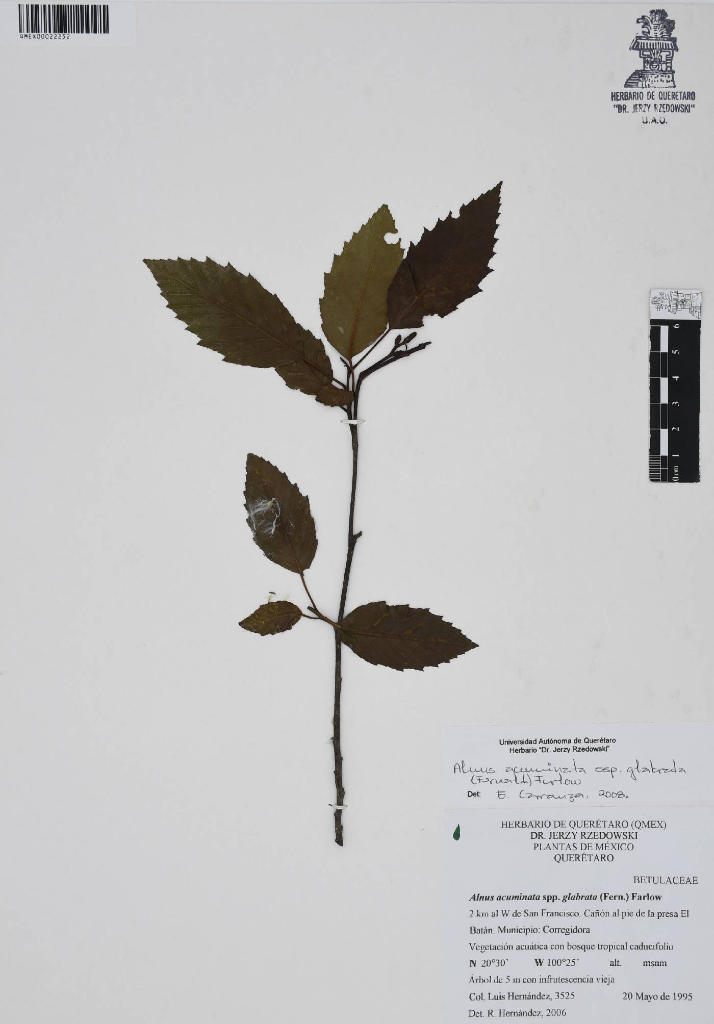 Alnus acuminata subsp. glabrata image