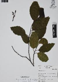 Alnus acuminata image