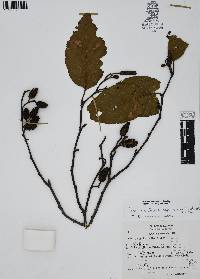 Alnus acuminata image