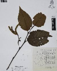 Alnus acuminata subsp. glabrata image