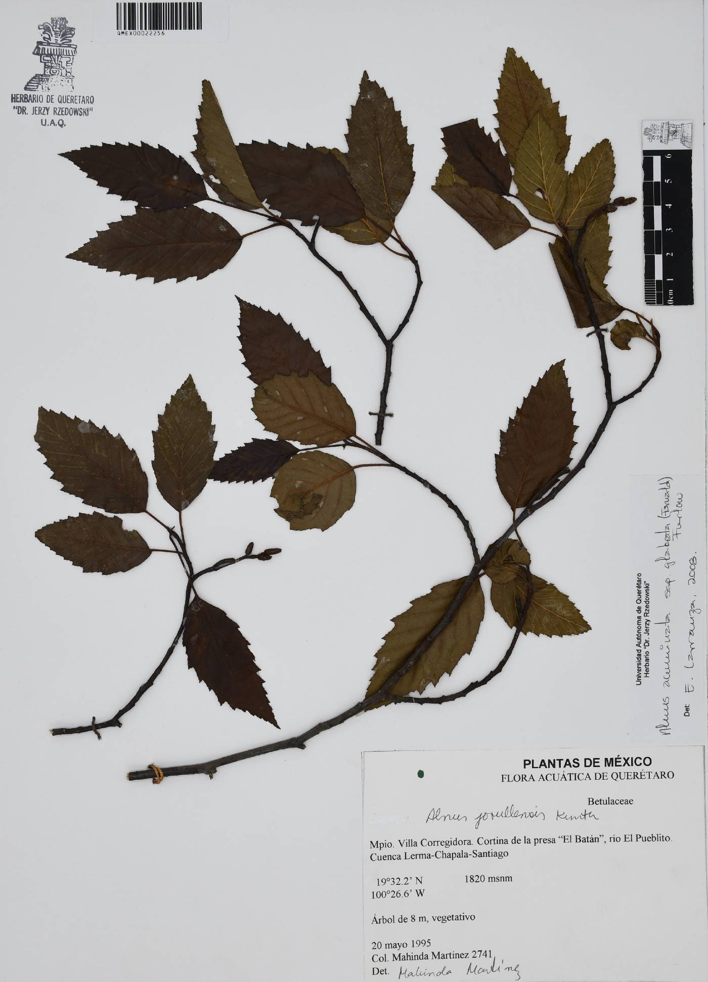 Alnus acuminata subsp. glabrata image