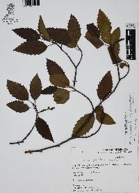 Alnus acuminata image