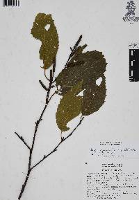 Alnus acuminata subsp. glabrata image