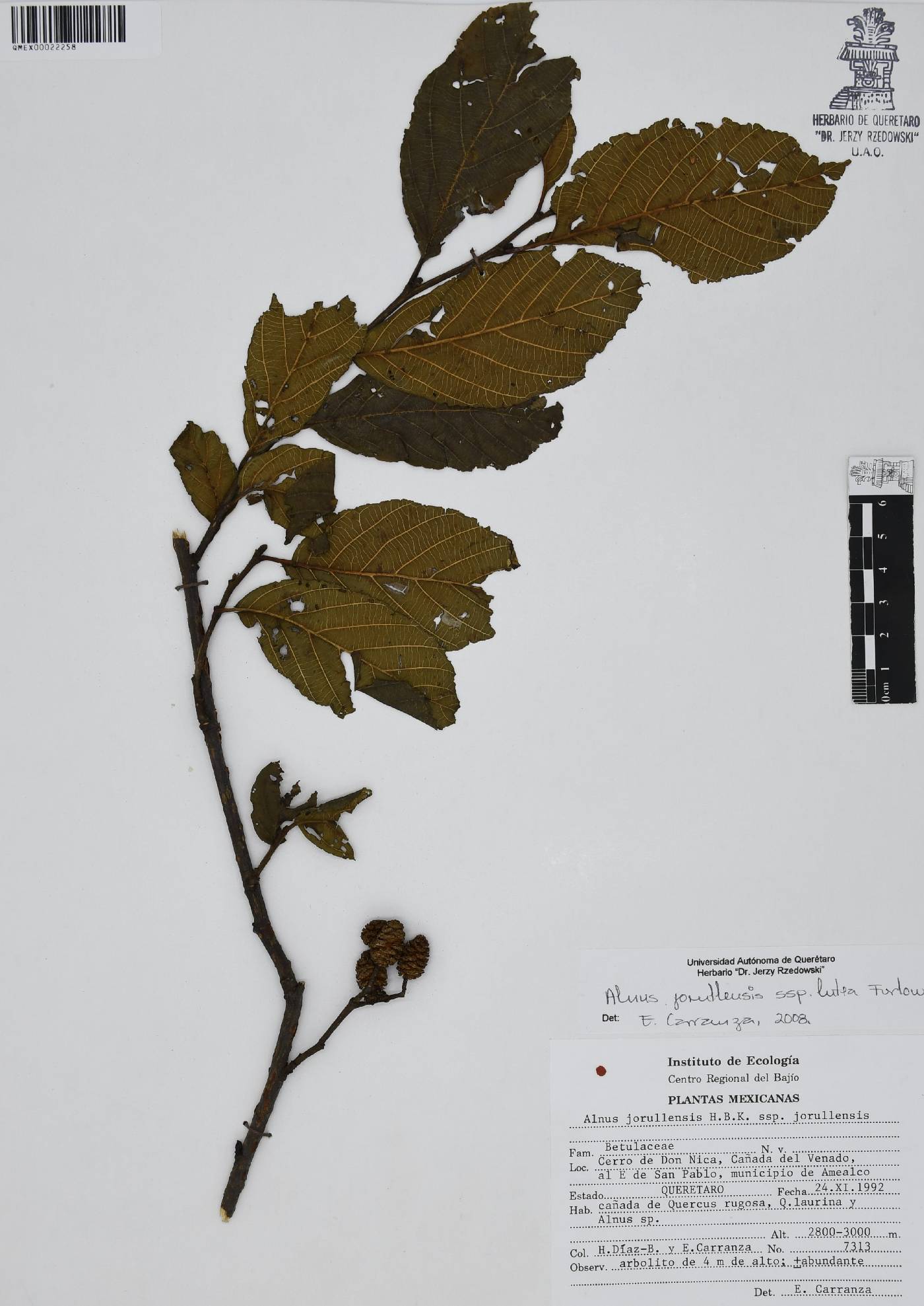 Alnus jorullensis subsp. lutea image