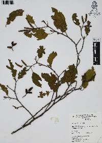 Alnus jorullensis image