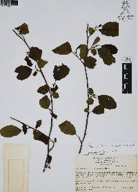 Alnus jorullensis image