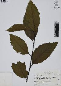 Alnus jorullensis image