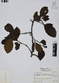 Alnus jorullensis image