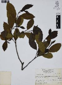 Alnus jorullensis image