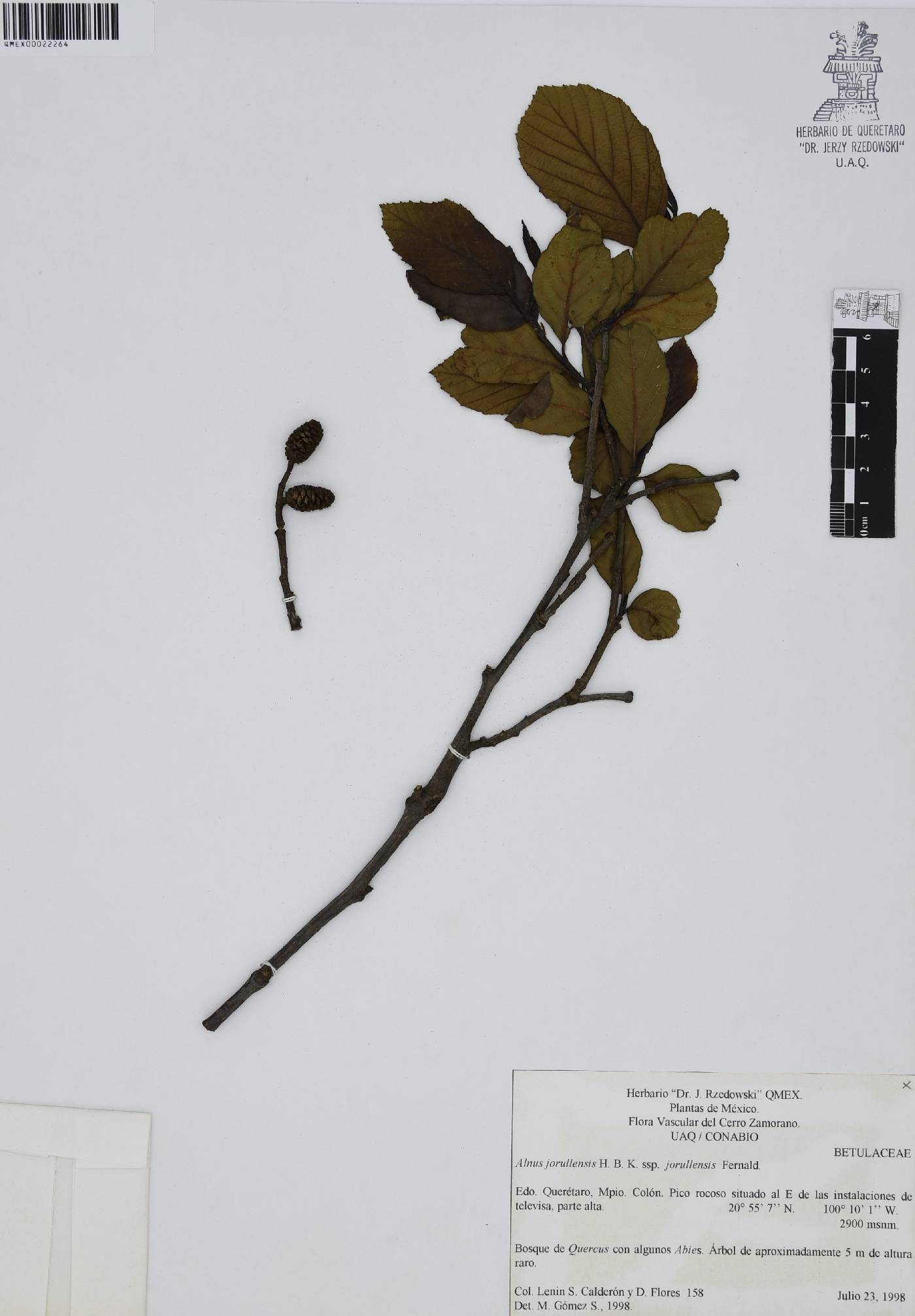 Alnus jorullensis image