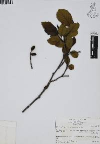 Alnus jorullensis image