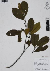 Alnus jorullensis image