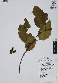 Alnus jorullensis image