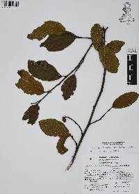 Alnus jorullensis image