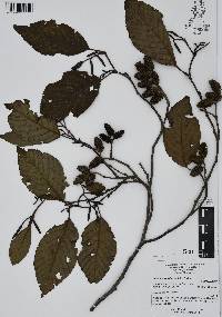 Alnus jorullensis subsp. lutea image