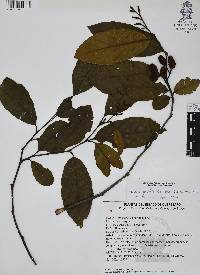 Alnus jorullensis image