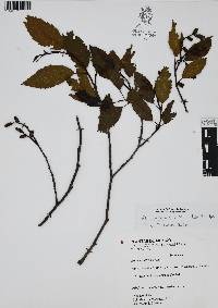 Alnus jorullensis image