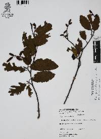 Alnus jorullensis image