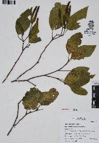 Alnus jorullensis image