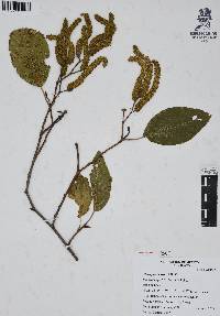 Alnus jorullensis image