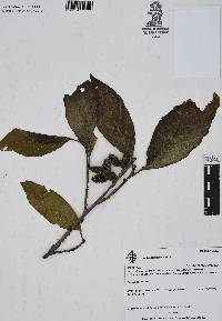 Alnus jorullensis image