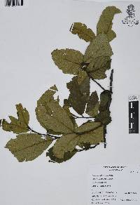 Alnus jorullensis image