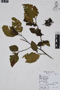 Alnus jorullensis image