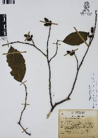 Alnus jorullensis image