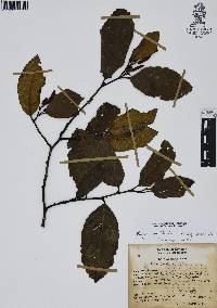 Alnus jorullensis image