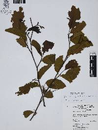 Alnus jorullensis image