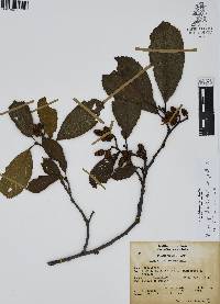 Alnus jorullensis image