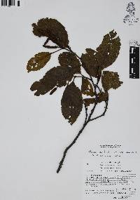 Alnus jorullensis image